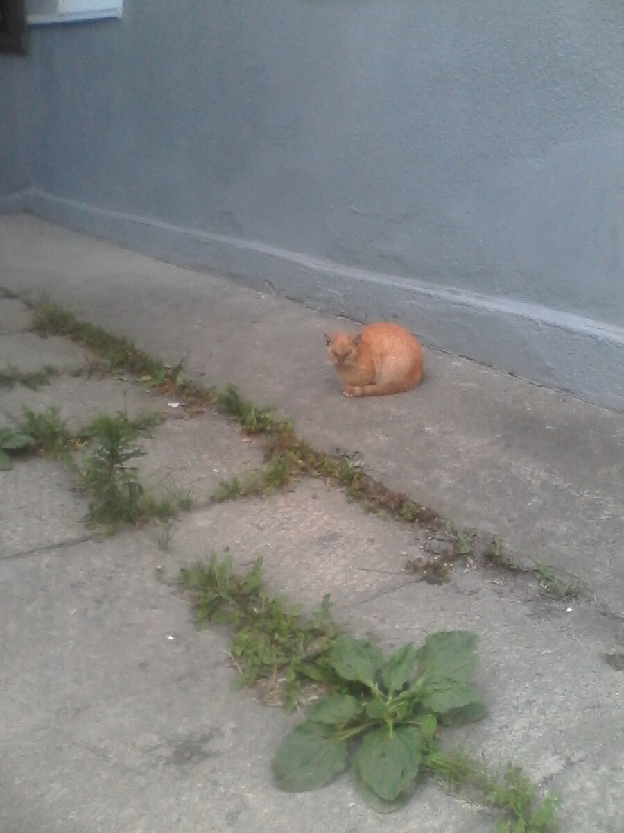 животное, пораженное клещом