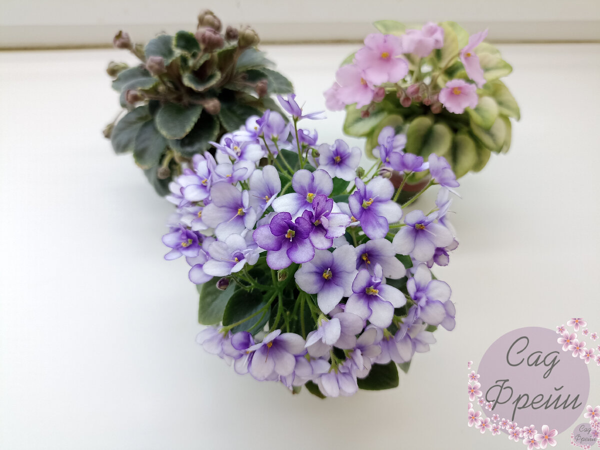 Ну как таких не размножить? У меня совсем разные сорта фиалок, но я в каждом нашла особую прелесть