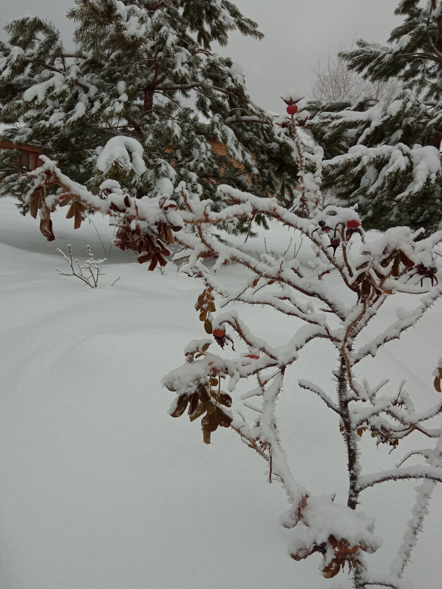 Фото автора. Отмечаем Новый год в деревне.