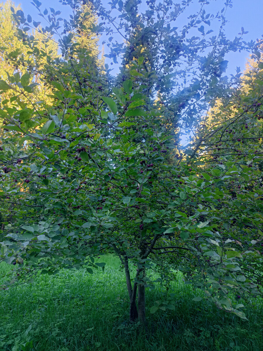Яблоня в парке у обсерватории