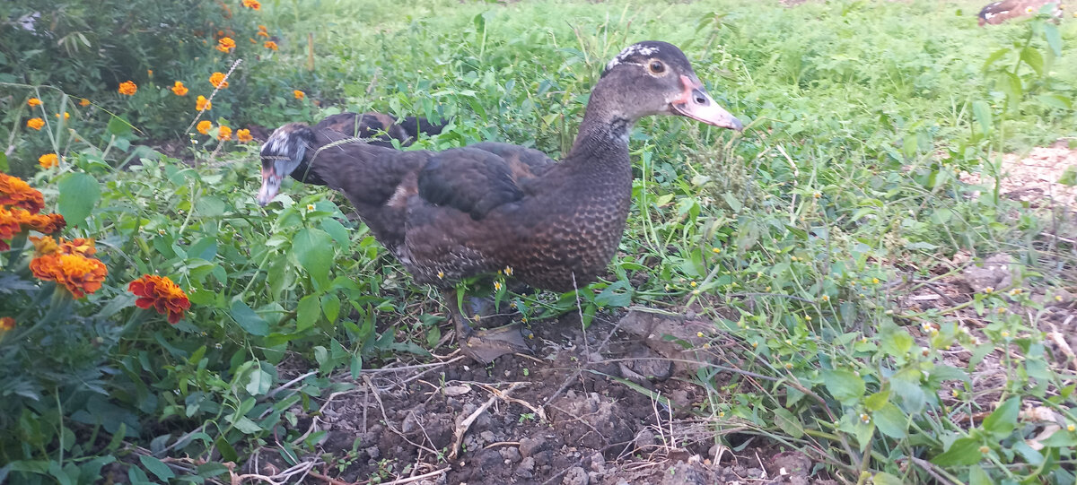 А на это фото уже 2.5 месяца. Вот такие гаврюши)