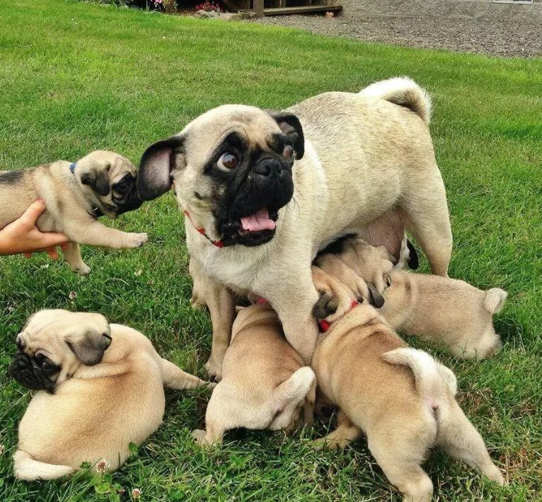 Собака и щенки :)