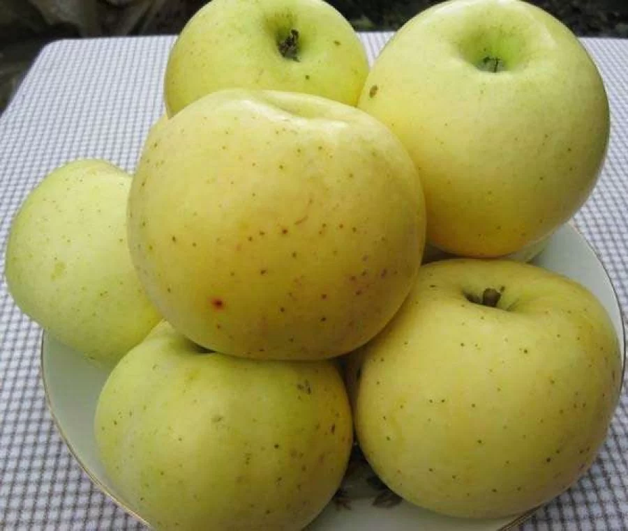 Вот оно Брянское золотистое