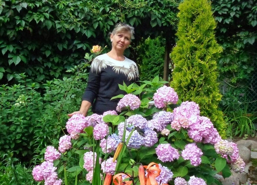 Гортензия крупнолистная Переменчивая - под таким названием очень давно-более 15 лет назад- была куплена мною в частном саду под Санкт-Петербургом в г. Зеленогорске.