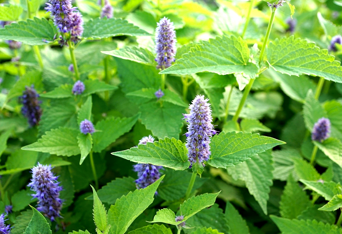 Пчёлы очень любят цветы мяты, а собранный мёд обладает лёгким мятным ароматом.