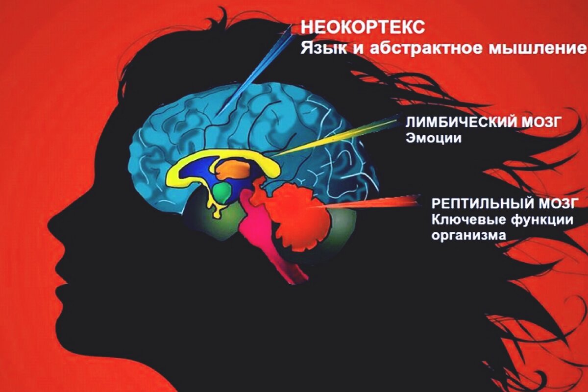 Модель «Три мозга»