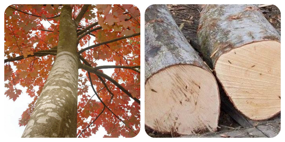 "Раскудрявый клён зеленый..." - народный фольклор