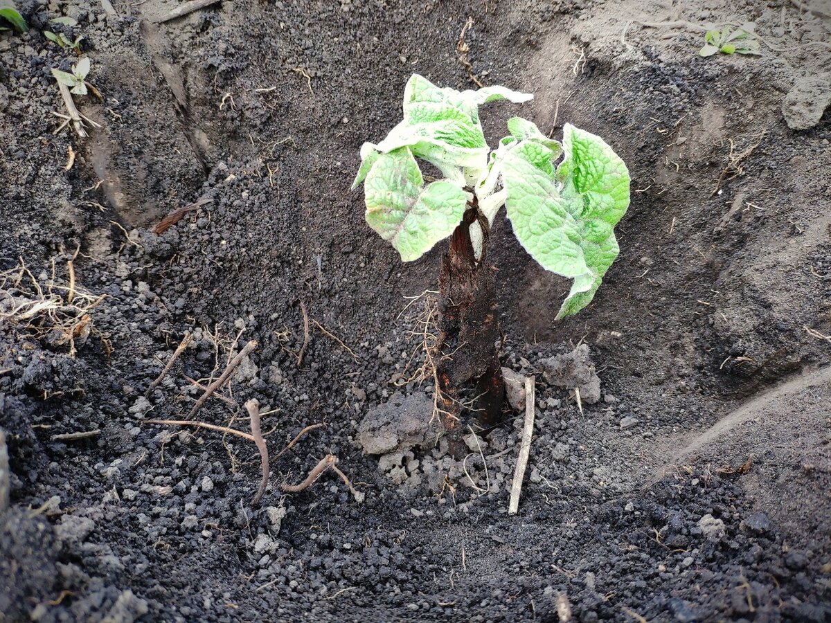 Корень лопуха. Фото автора