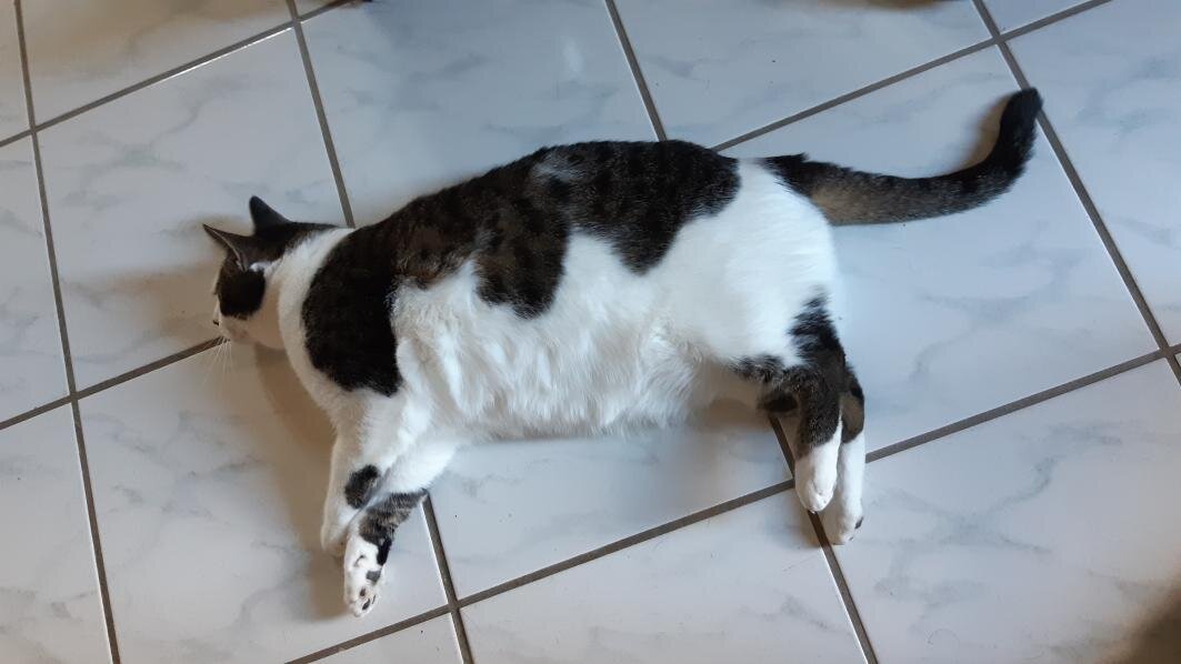 PUMA – домашняя версия 👹👹👹