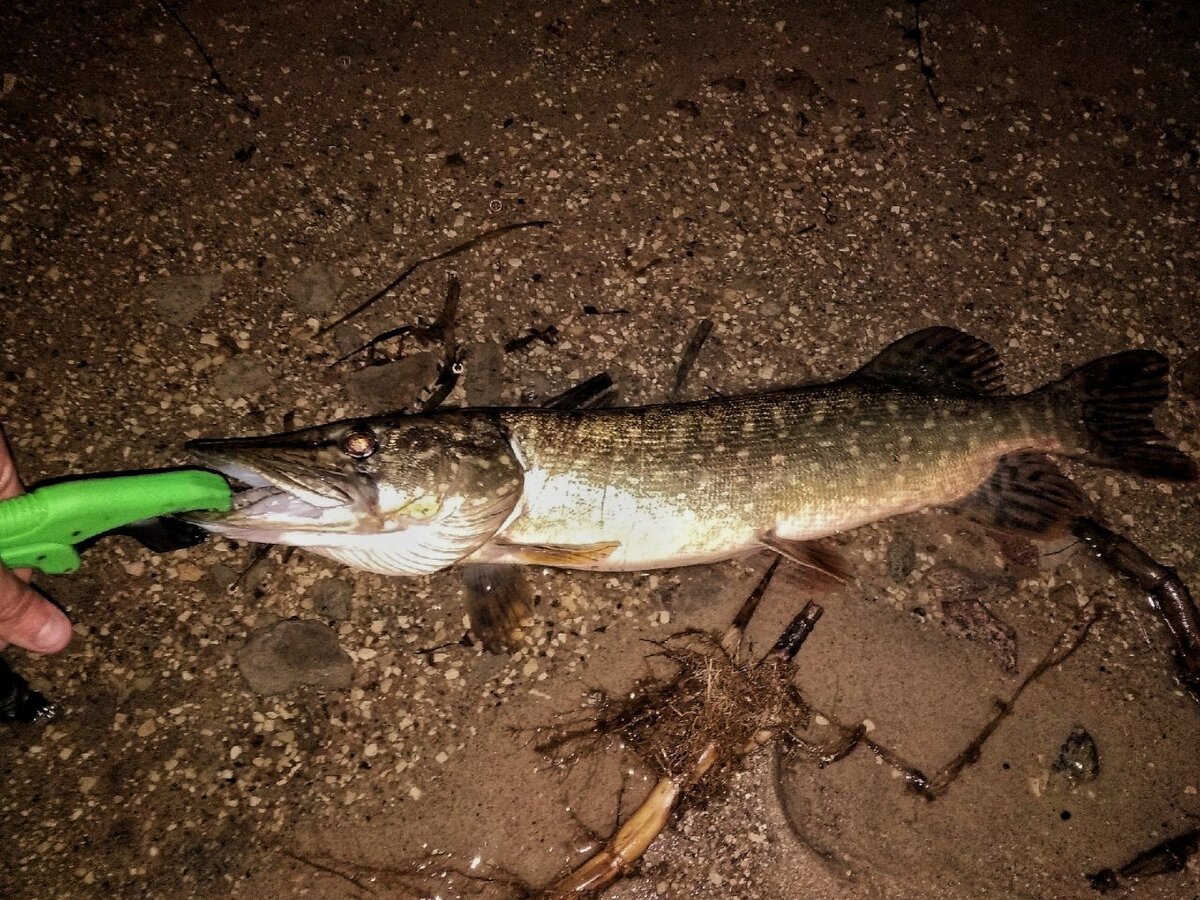 Джиговая щука