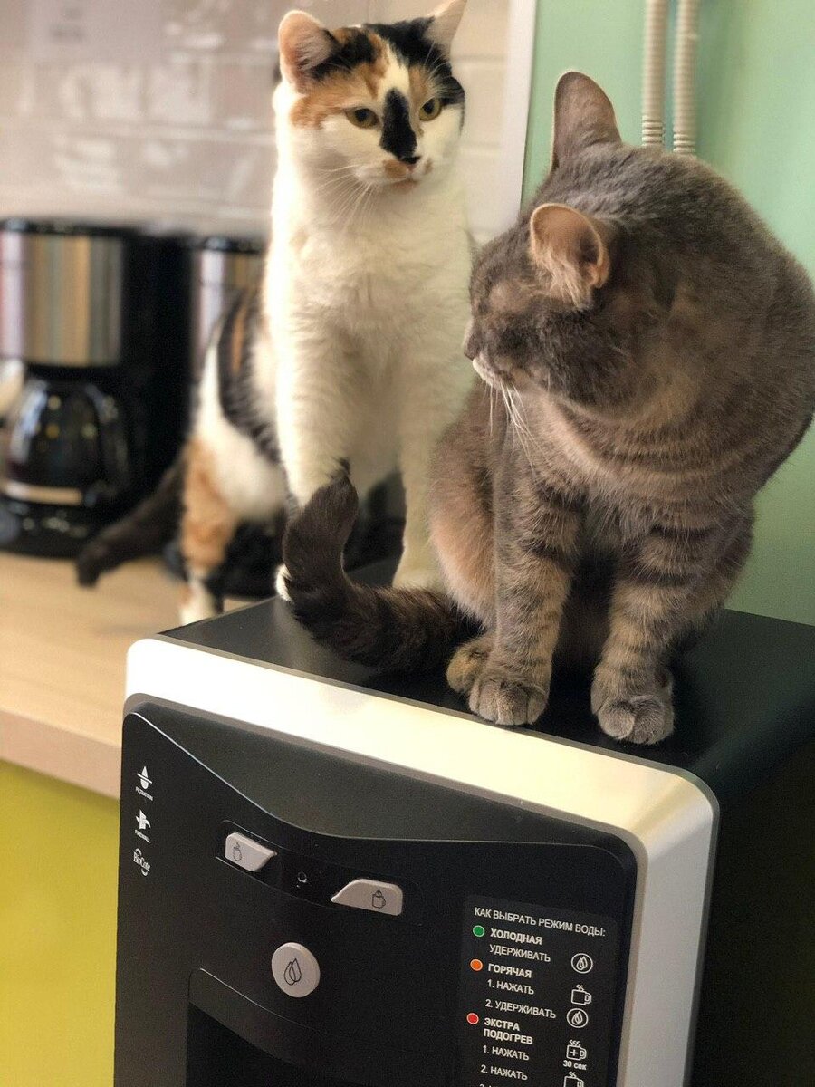 Молли - добрая, но доминантная кошка. Она одна из тех, кто чаще всего обижает Лёву.