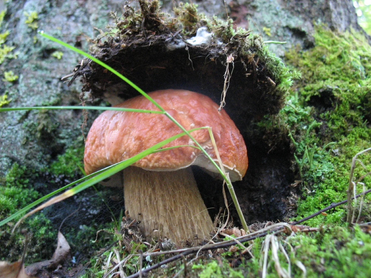Автор фотографии Сергей Савченко