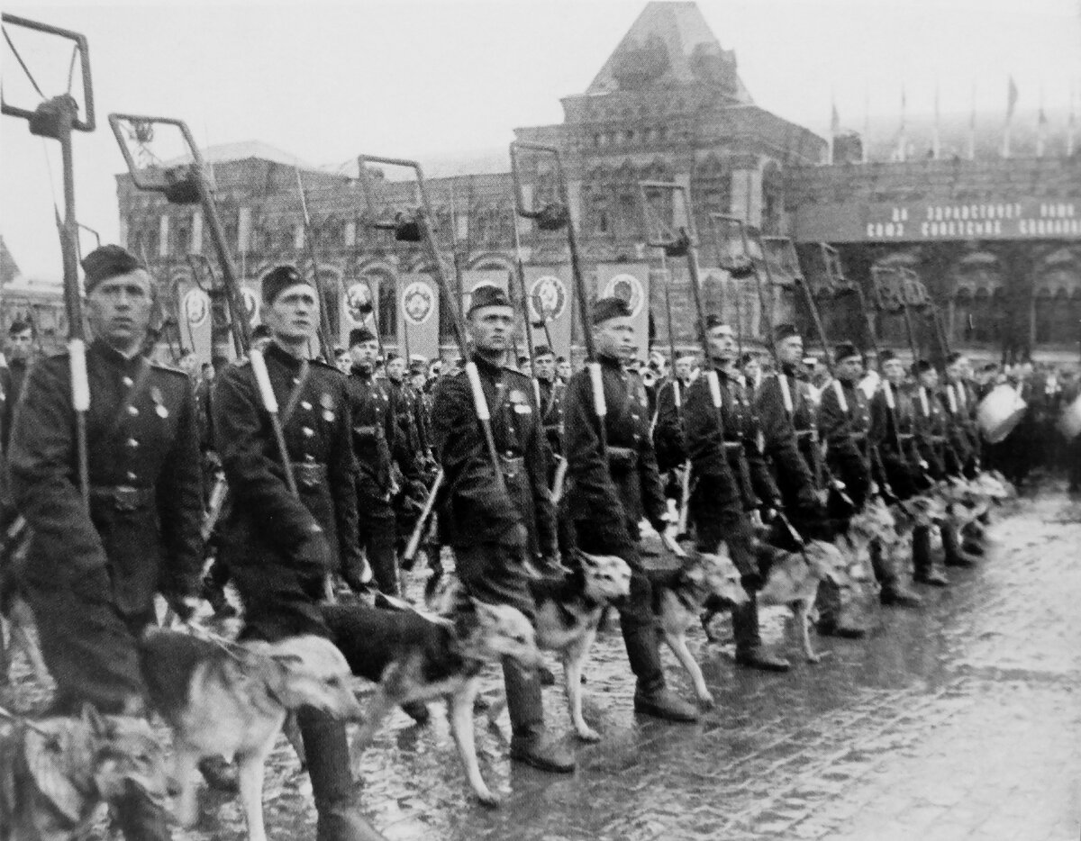 Собаки на параде победы 1945 фото