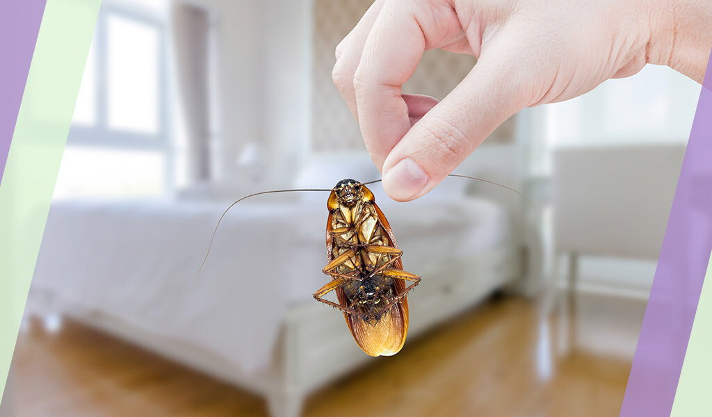 Ошибочно полагать, что тараканы населяют исключительно грязные дома.