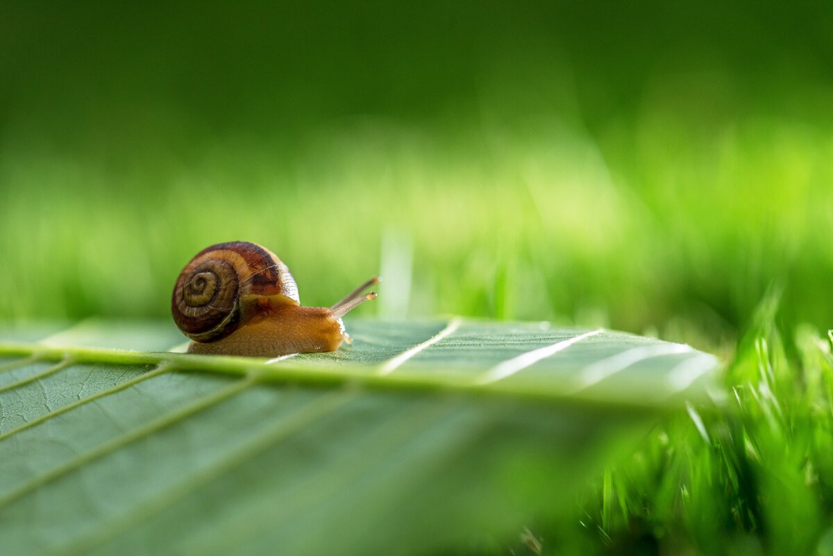 Слизняки и улитки представляют угрозу круглый год.
