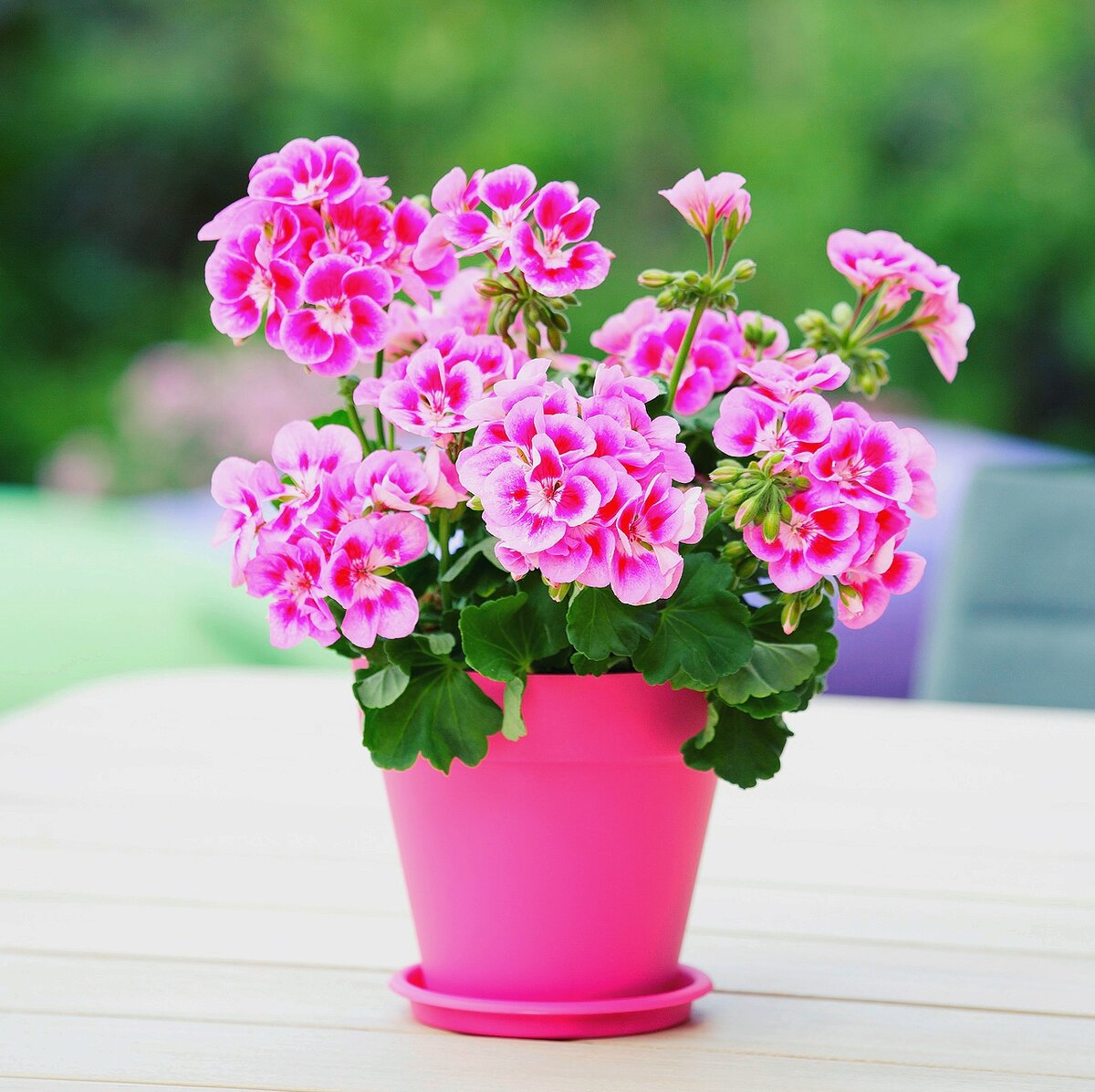 Пеларгония(герань) — это все таки очаровательное растение, которое считается крайне распространным цветком. Геранью довольно часто декорируют балконы, сады, террасы. И в этом нет ничего удивительного! Растение обладает прекрасным внешним видом, и обильное цветение будет радовать своего хозяина. И именно про это растение сегодня будет идти речь.