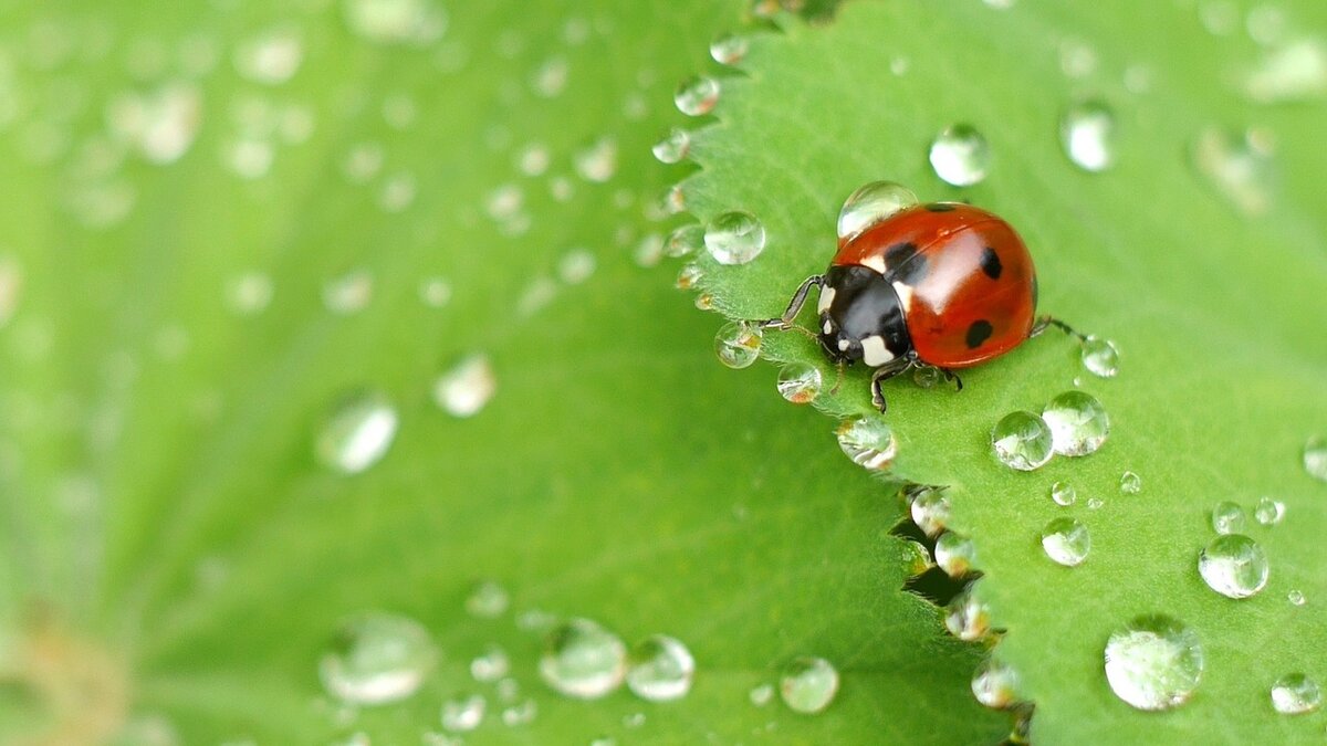 https://cdn.pixabay.com/photo/2015/11/23/18/10/ladybug-1058775_1280.jpg