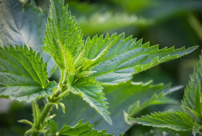 Фото: pixabay.com