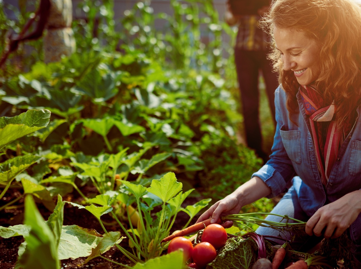 Выращивая овощи в своем огороде, вы экономите семейный бюджет.