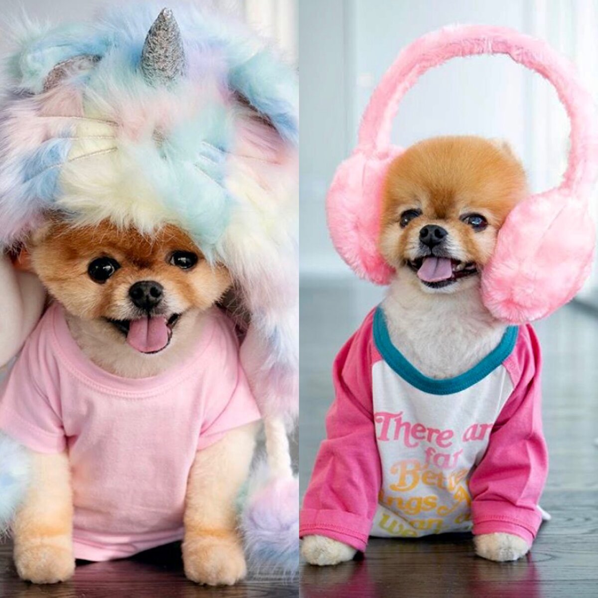 Померанский шпиц Джифф | @jiffpom