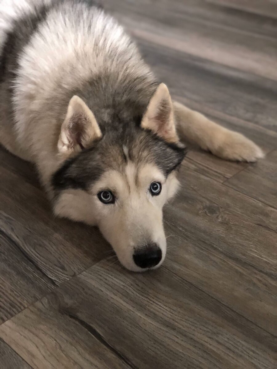 Берем собаку, которая притворяется паинькой, чтобы получить вкусняху