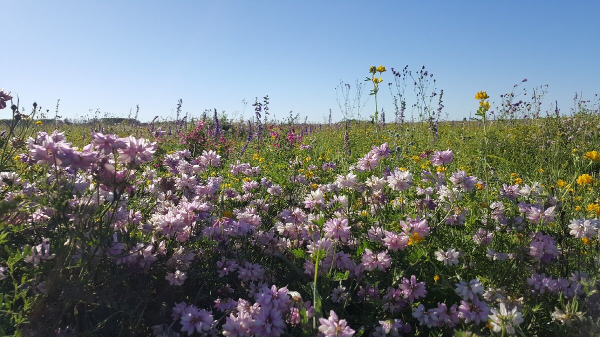 Летние луга у реки Сухая Елань