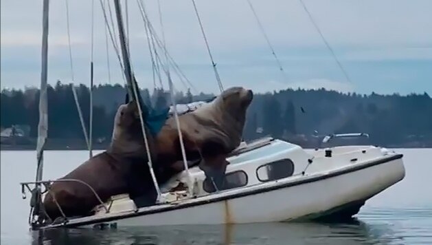 7 часть пиратов