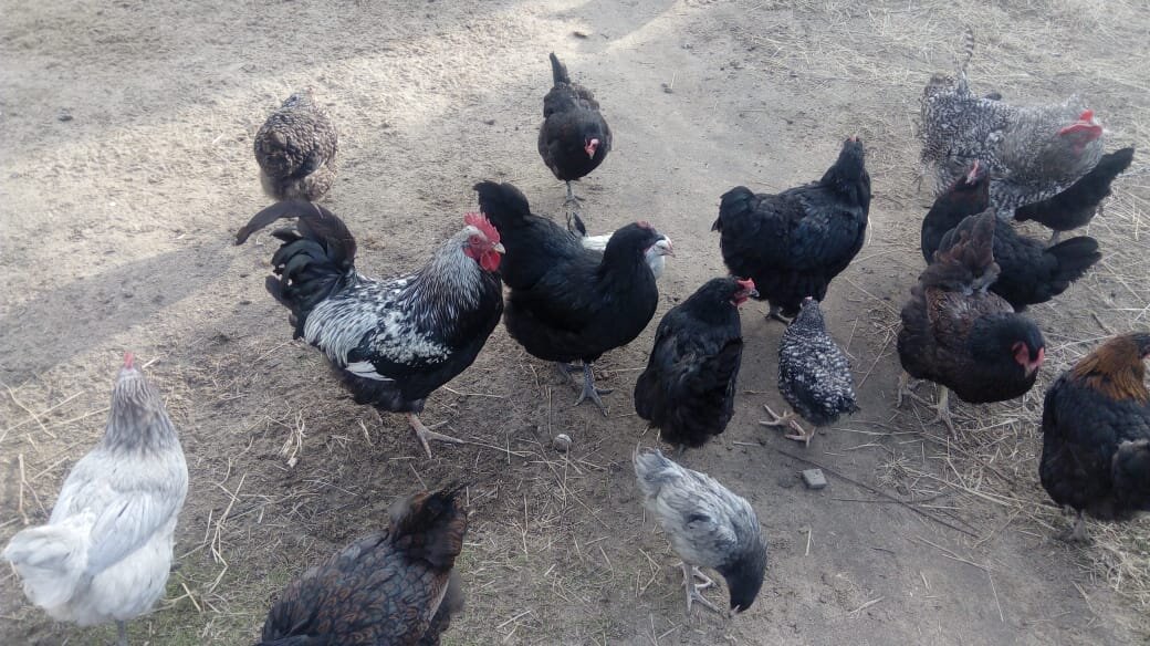 Молодки и взрослые куры. 