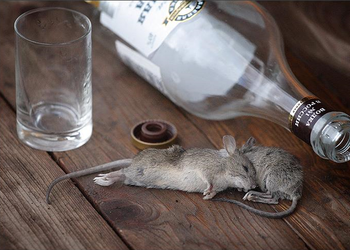 Мыши-алкоголики