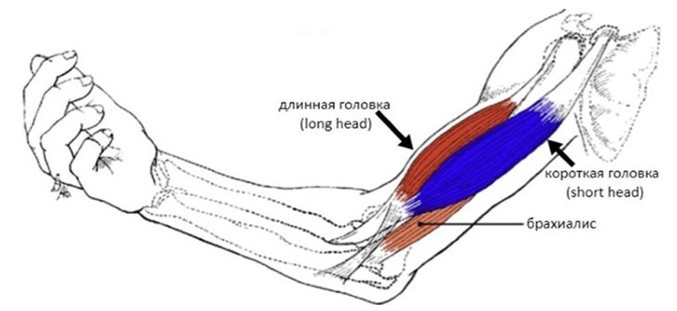 Короткое крепление мышц. Двуглавая мышца плеча анатомия крепление. Длинные крепления мышц. Плечевая мышца брахиалис. Анатомия сухожилия двуглавой мышцы.