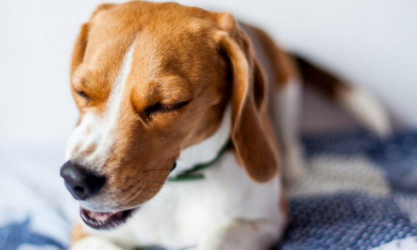 Причины кашля у собак - статьи о ветеринарии «Свой Доктор»