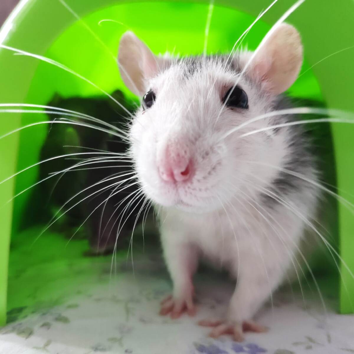 завести крыс было именно моим супер осознанным желанием. поэтому теперь у нас такое с ними совместное счастье)