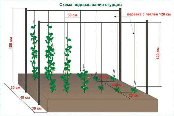 Схема вертикальной подвязки огурцов 