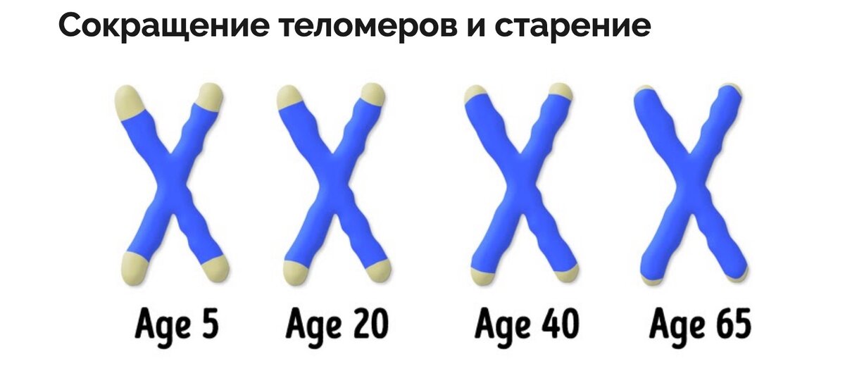 Чем быстрее процесс их сокращения — тем быстротечнее жизнь.