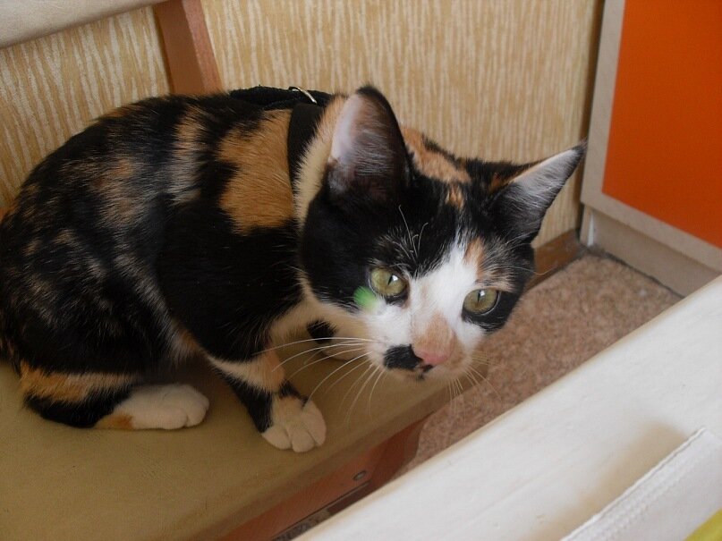 Охота на Квена