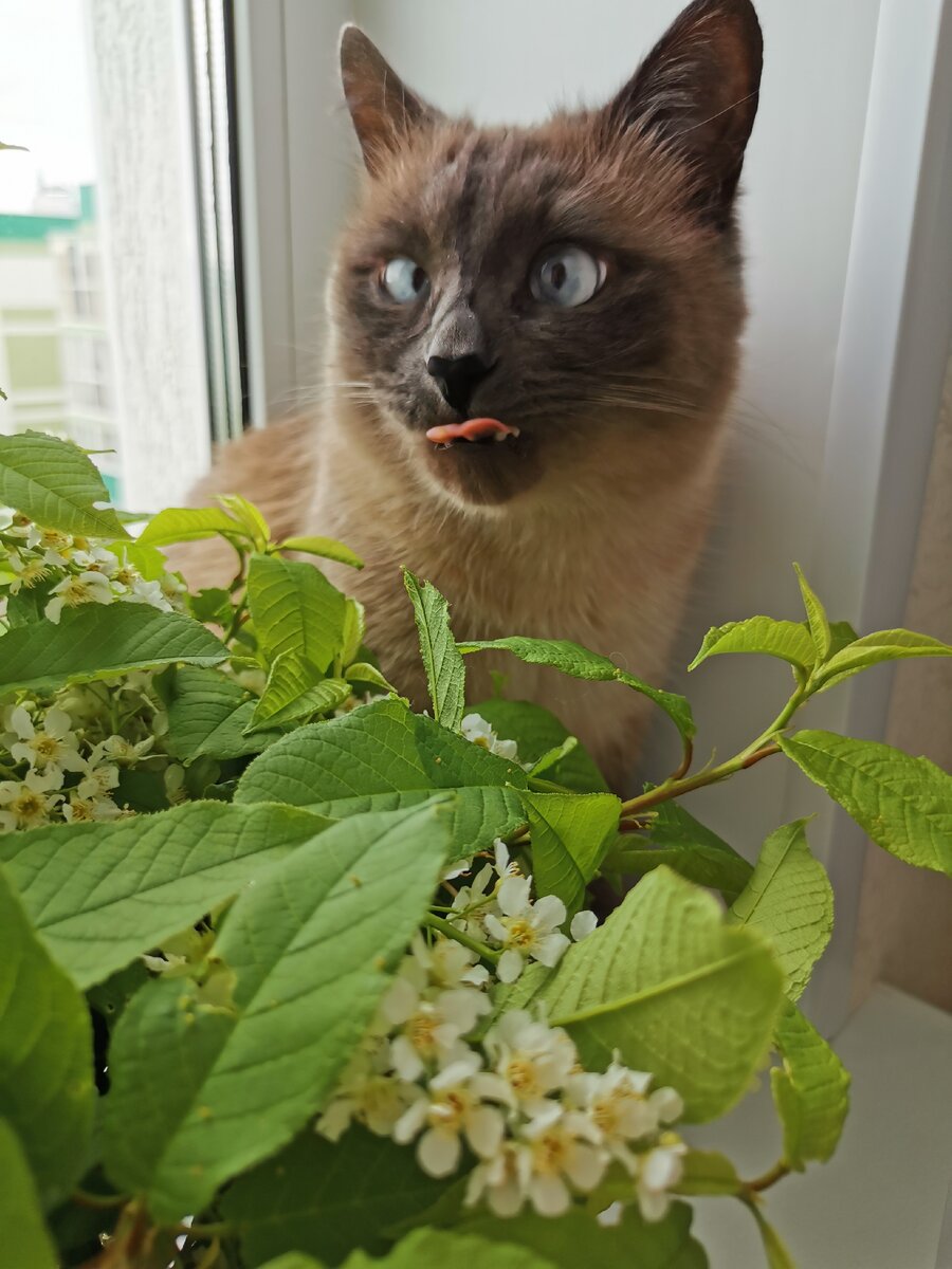 Кот в черемухе 