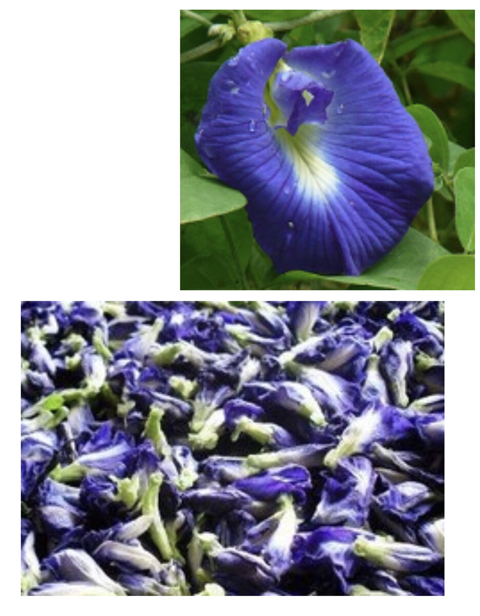 Фото. Синий чай цветок. Пурпурный, синий чай.