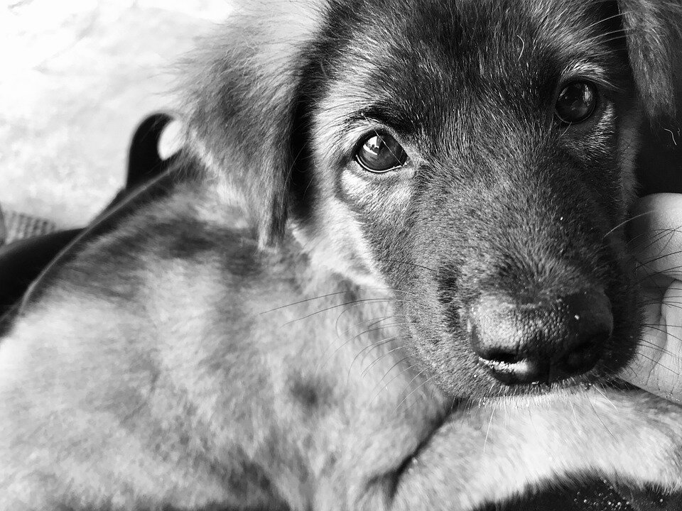 Фото: pixabay.com