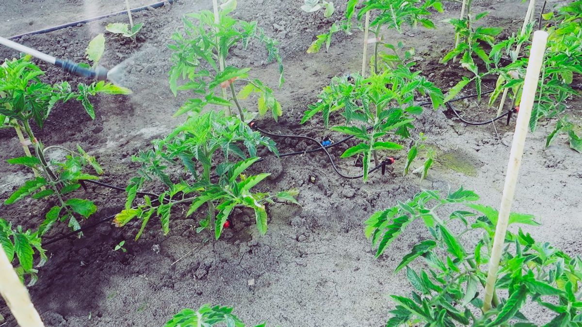 фото взято из Яндекс картинки