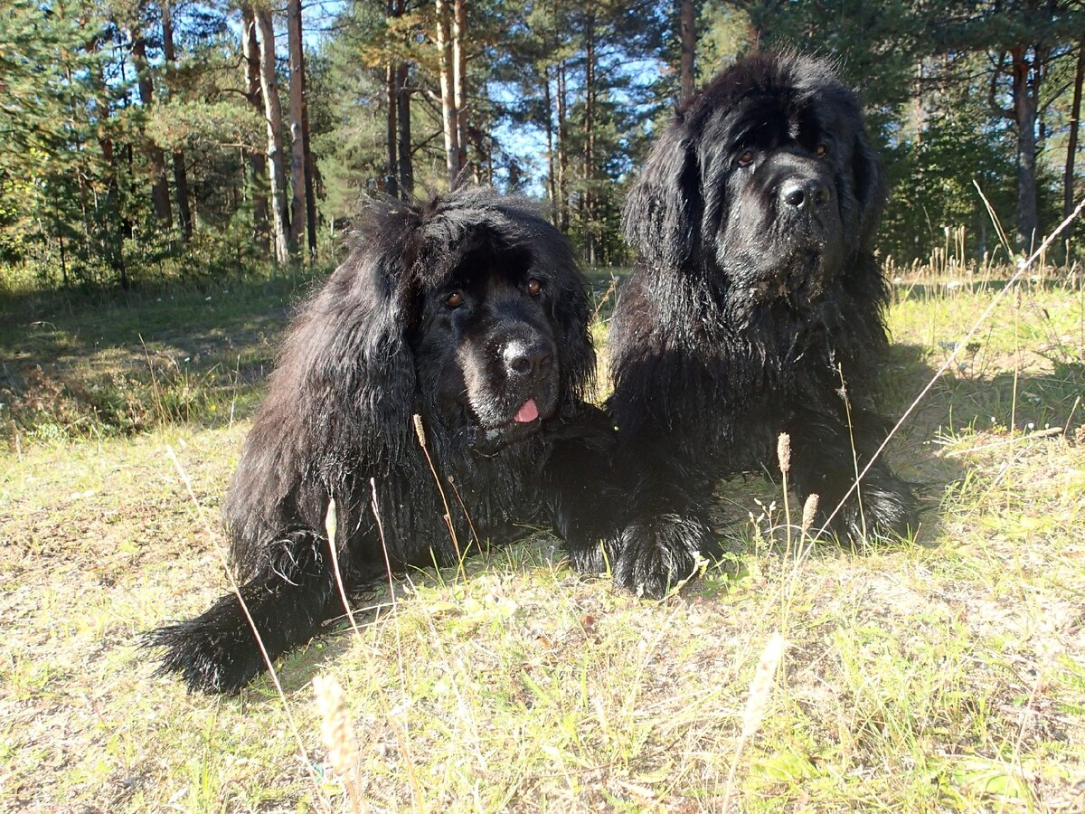 На фото ньюфаундленды питомника Arh Beauty - Ося и Чара. К сожалению, их уже нет с нами :( 