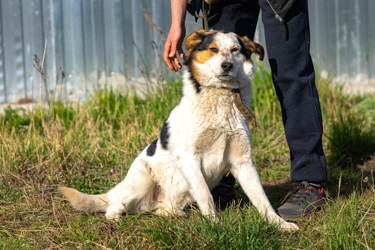 Миша на прогулке