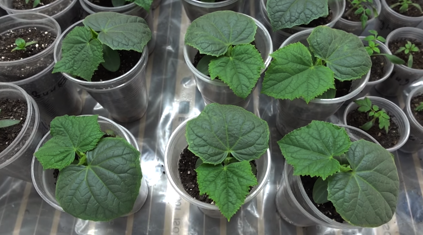 вот какие огурчики у меня, идет 2-ая неделя как посадила семена)