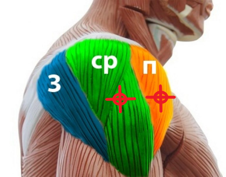 Передние пучки дельтовидных. Пучки дельтовидной мышцы анатомия. Передний пучок дельтовидной мышцы. Передняя Дельта средняя Дельта задняя Дельта. Задняя Дельта мышца.