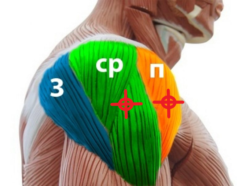 Средний пучок дельтовидной мышцы упражнения