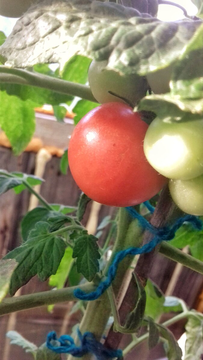 Оставляю дозревать на кусте