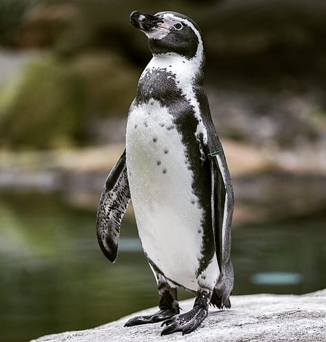 пингвин Гумбольт