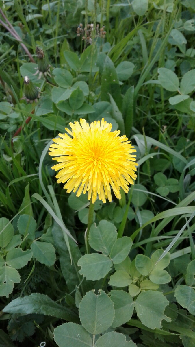 Правда солнышко в своей зеленой вселенной