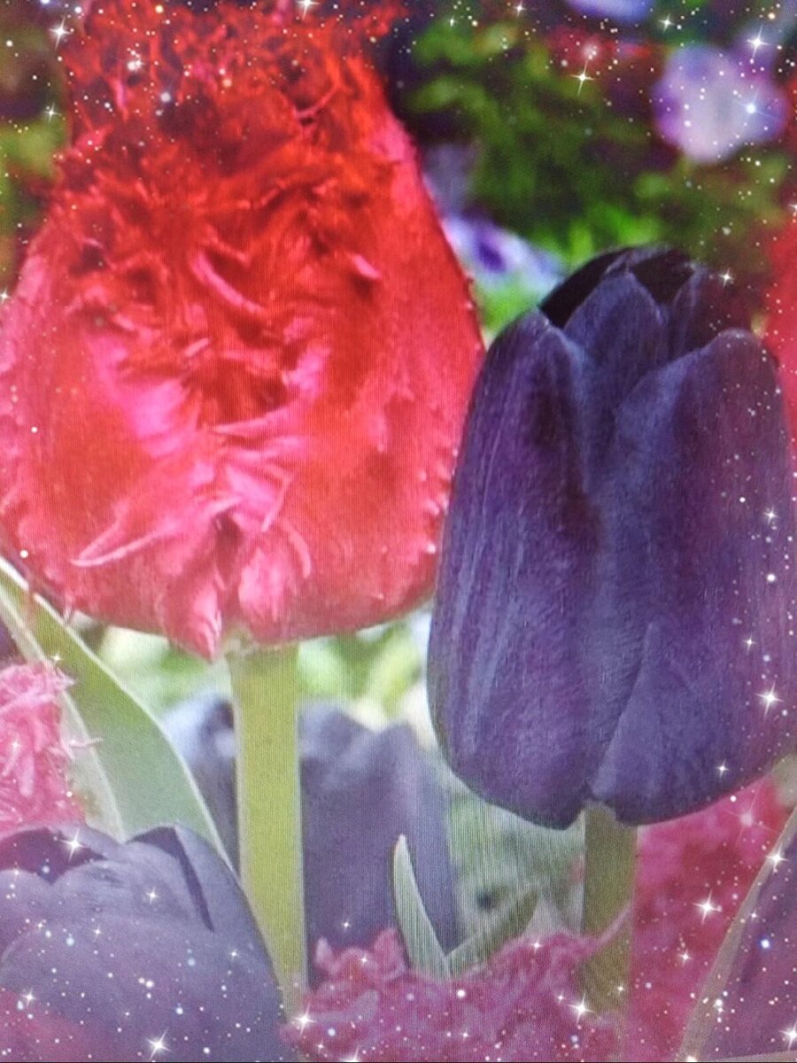 красное и черное цвета страсти.