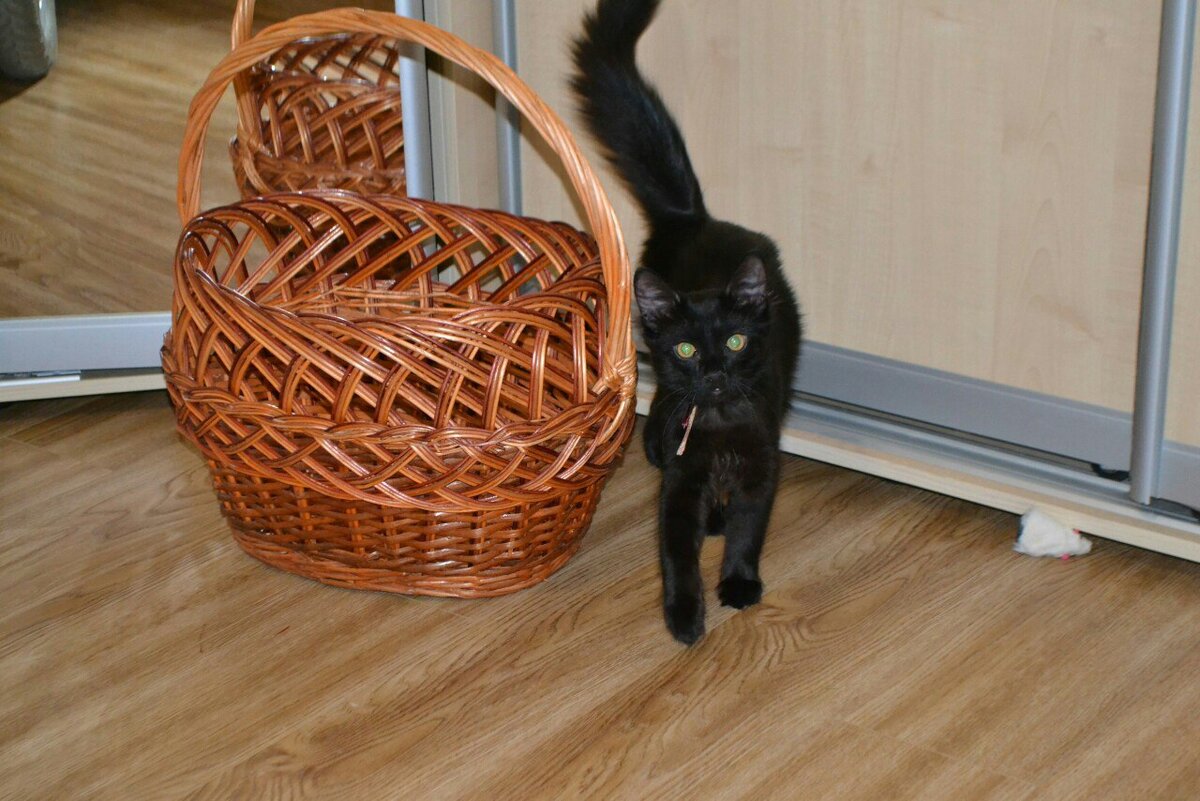 Когда наш кот,был кошкой.