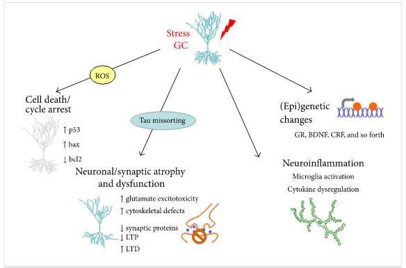 Клеточные мишени и действия хронического стресса опосредованы глюкокортикоидными рецепторами. Глюкокортикоиды секретируются в условиях стресса; повреждение нейронов и патологии головного мозга являются общим следствием постоянно повышенного секреции этих гормонов.